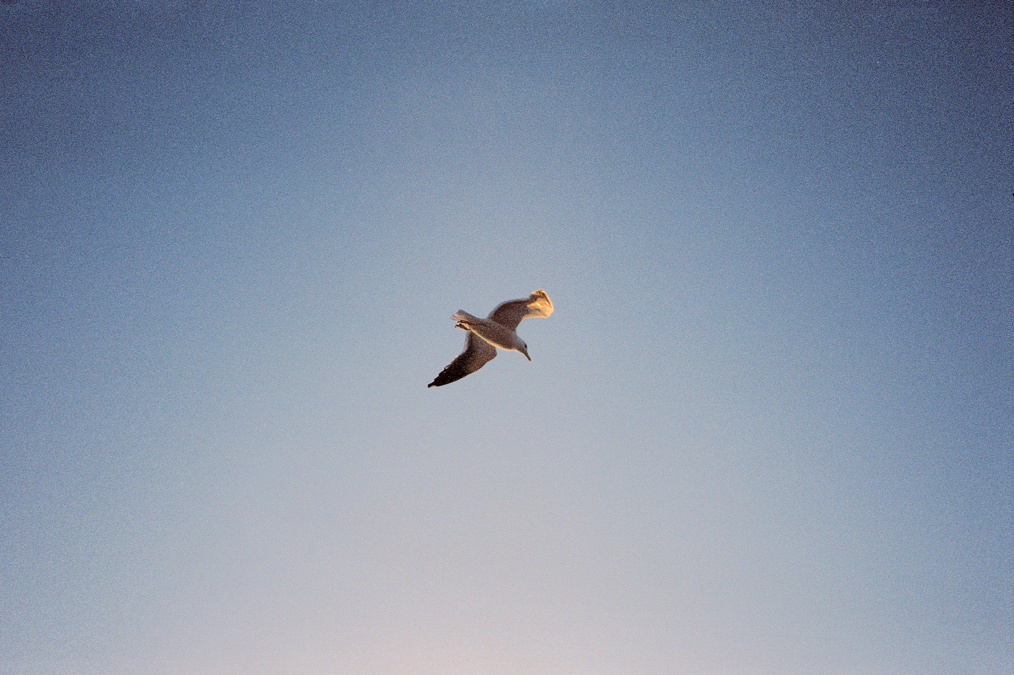 Bird And Sky